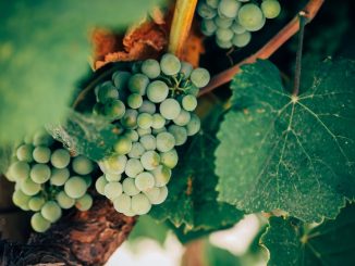 Planera den perfekta champagneprovningen illustration
